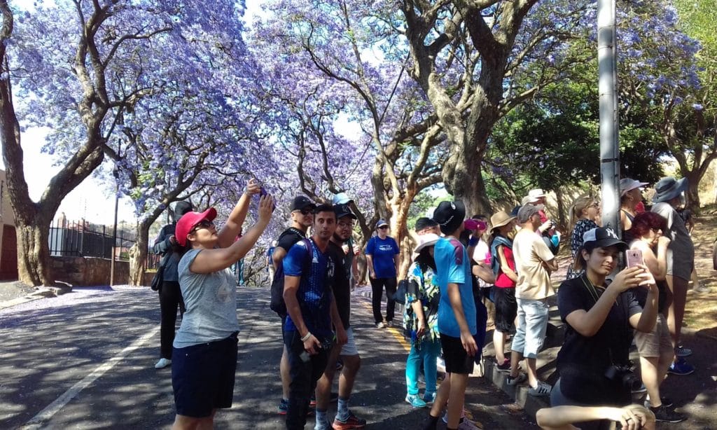 The Kensington Jacaranda Walk 2019