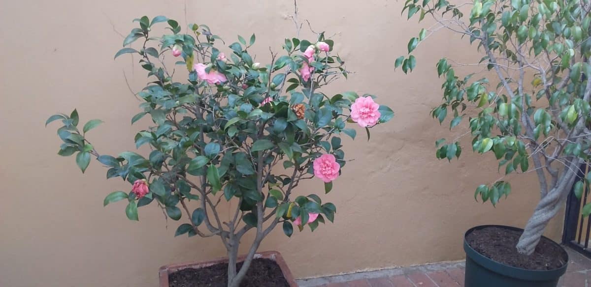 My Gardening Workout