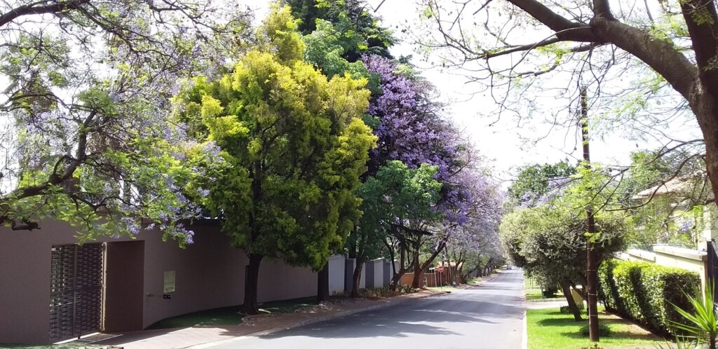 A Walk in Bedfordview Johannesburg - Photos