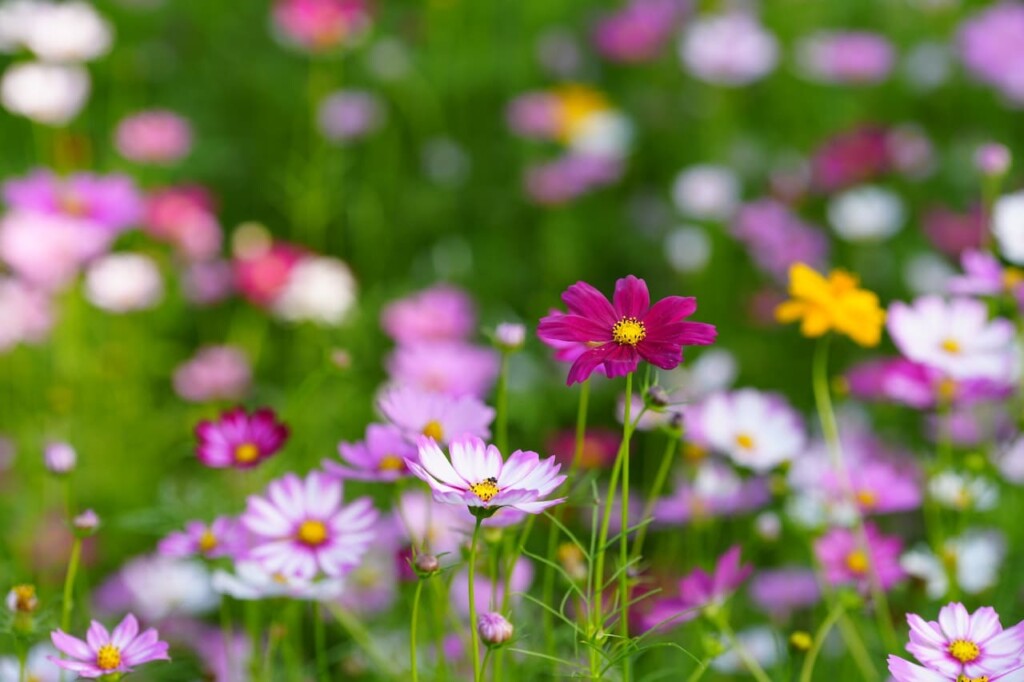 It is Cosmos Blooming Time in Johannesburg - April 2023
