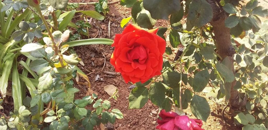 Smell the Roses - Photos