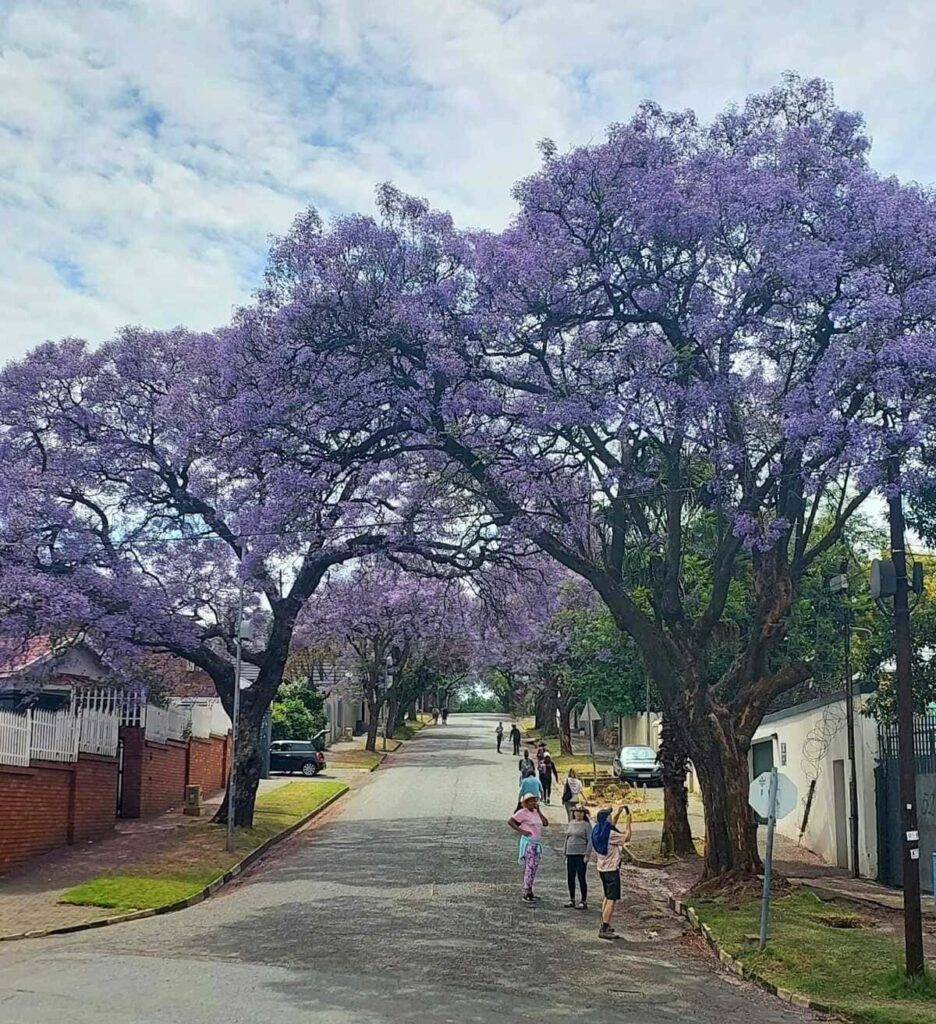 The Jacaranda Kensington Johannesbrg Walk