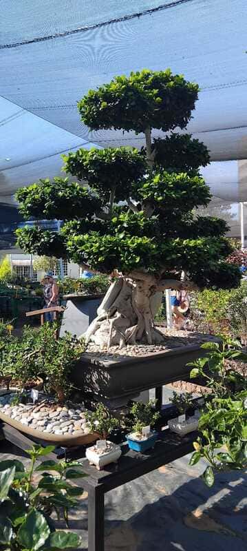 Photos - The Jacaranda and Spring Flowers Walk - Bedfordview - 2024 Nov 3