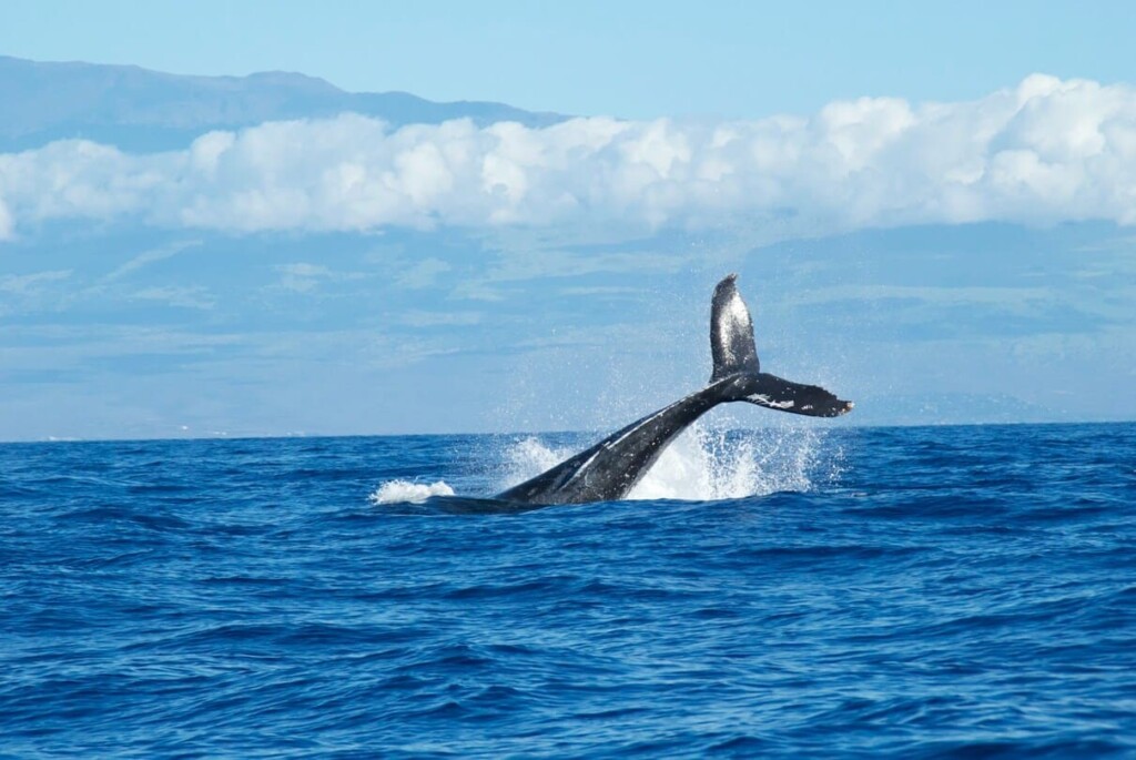 The Western Cape's Whale Trail