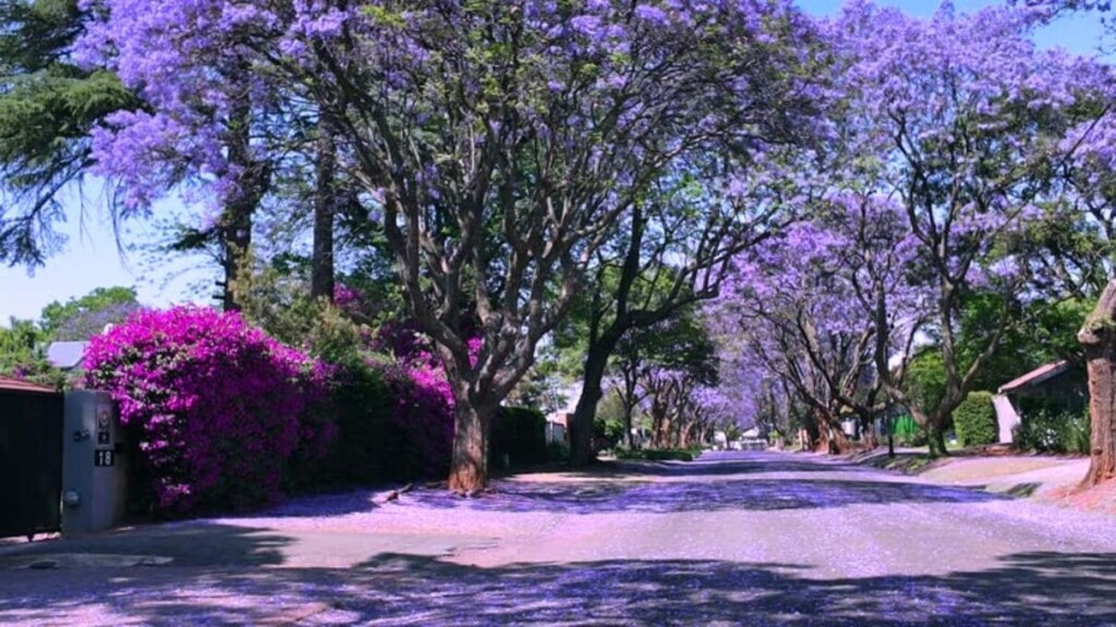 Linden, Johannesburg - The World's 17th Coolest neighbourhood 2025