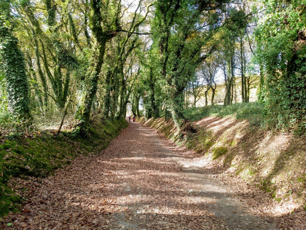 Lorne's Camino Sarria to Santiago