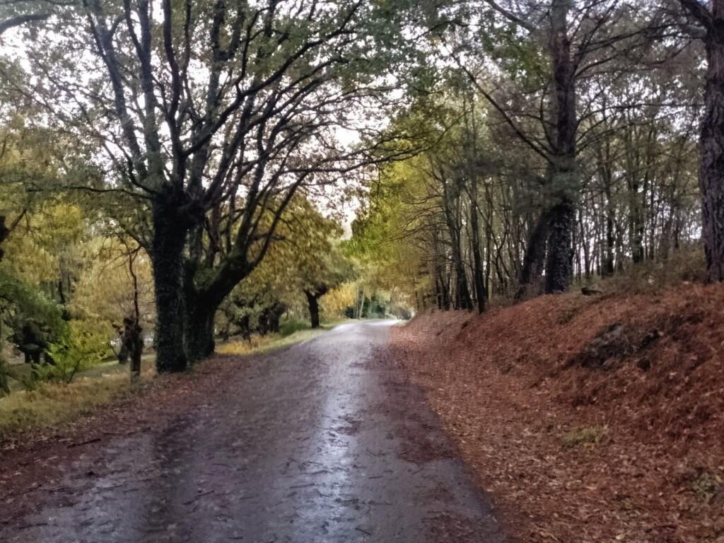 Lorne's Camino Sarria to Santiago