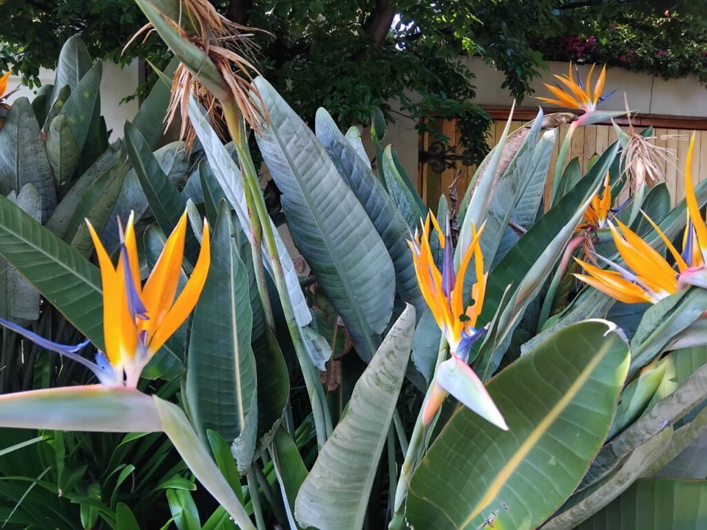Bird of Paradise flowers blooming along the Westcliff walk in Johannesburg