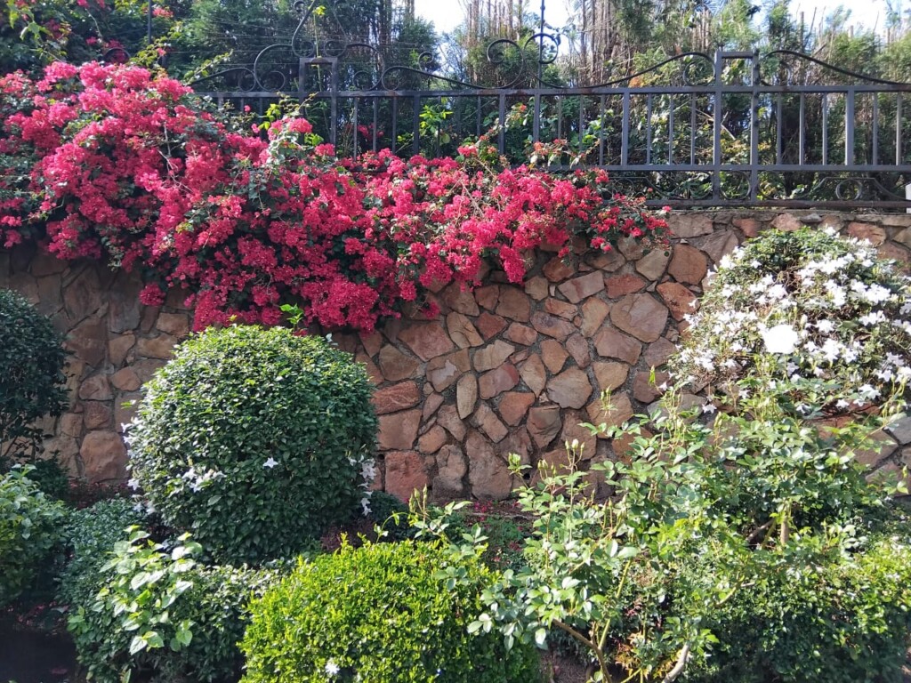 Kopje's End in Westcliff surrounded by beautiful Spring flowers and plants