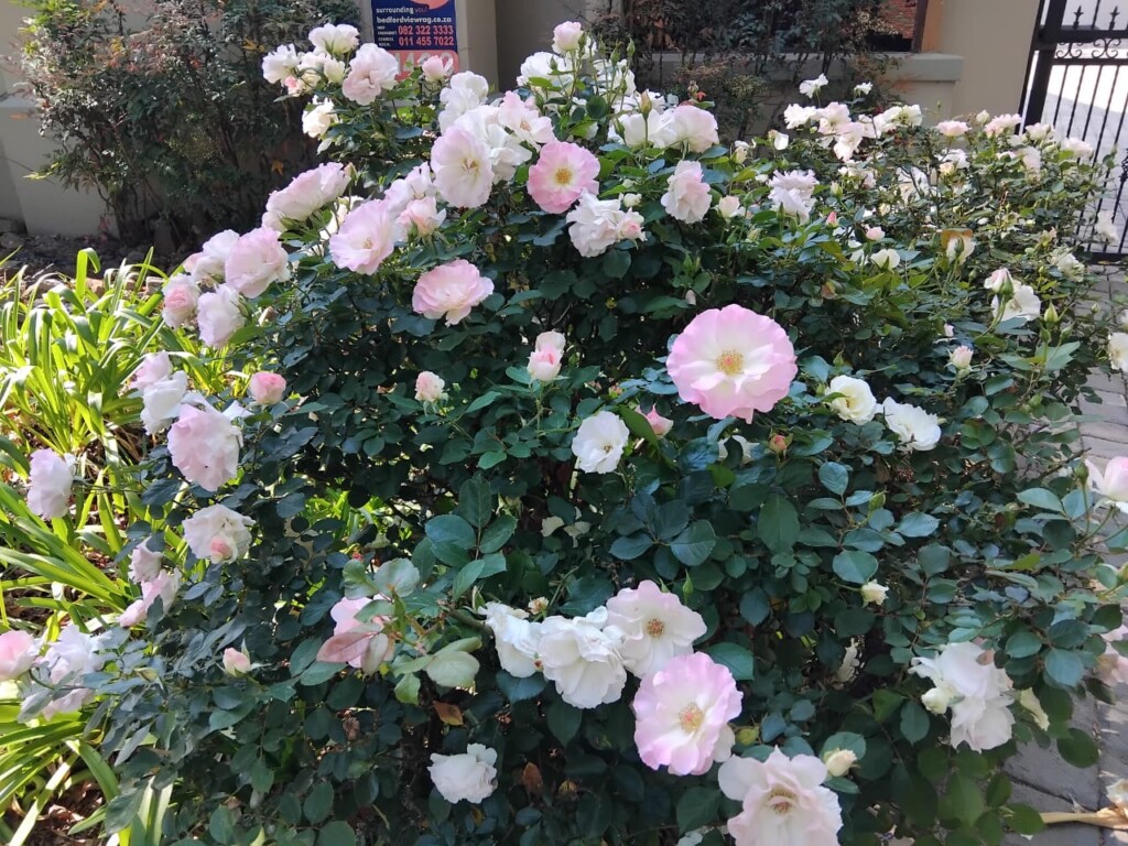 Pink and white roses blooming among green leaves in a Bedfordview spring garden.