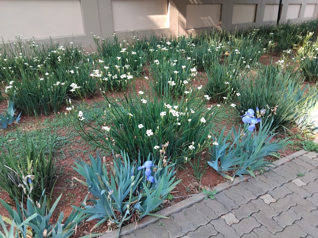 White flowers and blue-purple irises growing in a landscaped Bedfordview garden.