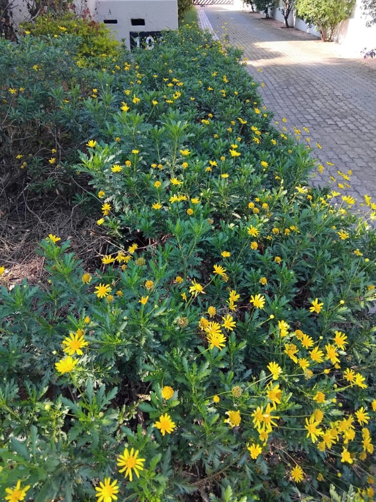 Bright yellow daisy-like flowers growing among green foliage beside a Bedfordview driveway.
